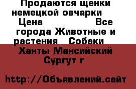 Продаются щенки немецкой овчарки!!! › Цена ­ 6000-8000 - Все города Животные и растения » Собаки   . Ханты-Мансийский,Сургут г.